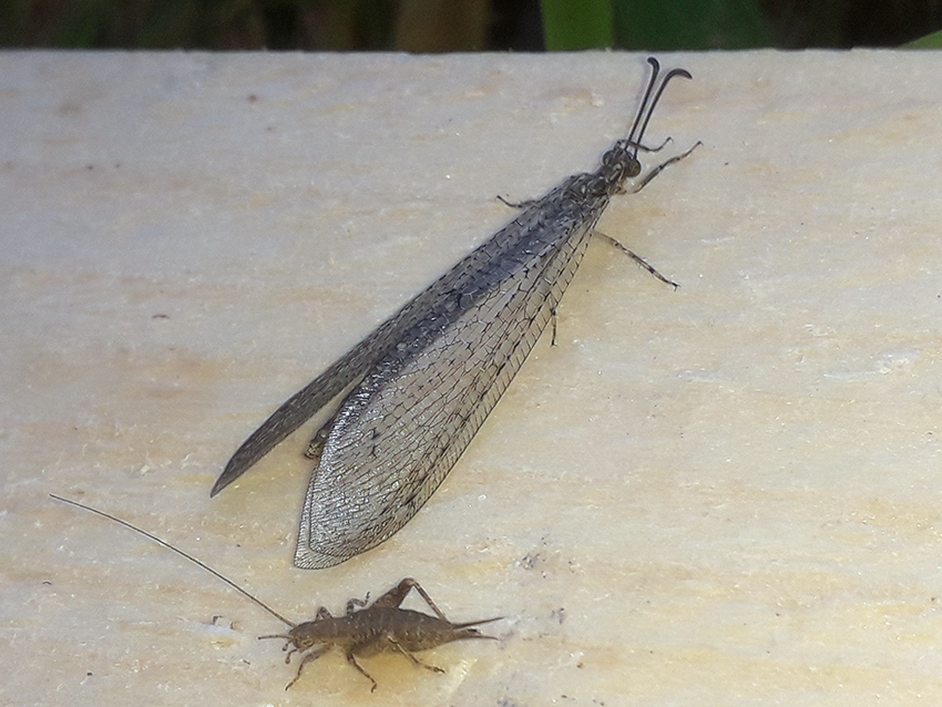 Myrmeleontidae: Distoleon tetragrammicus